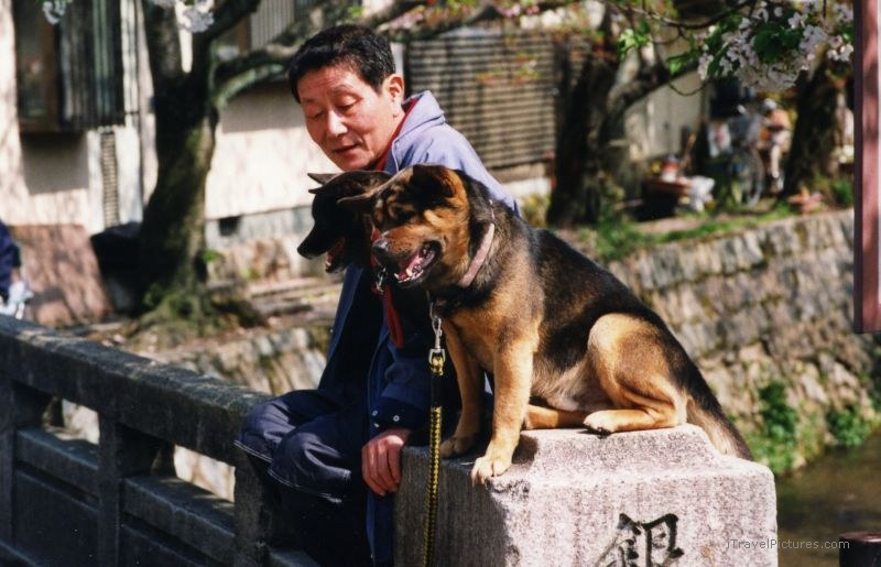 Kyoto man and dogs dog